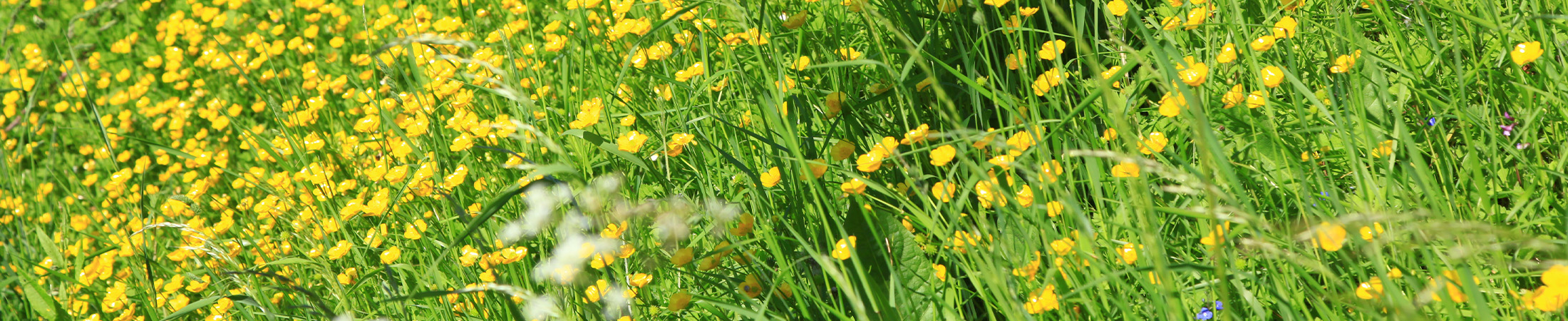 Buttercups