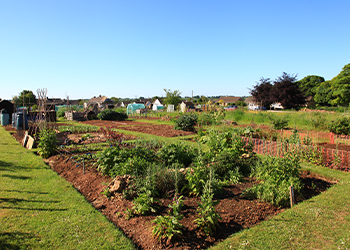 Brownshill Allotment Site