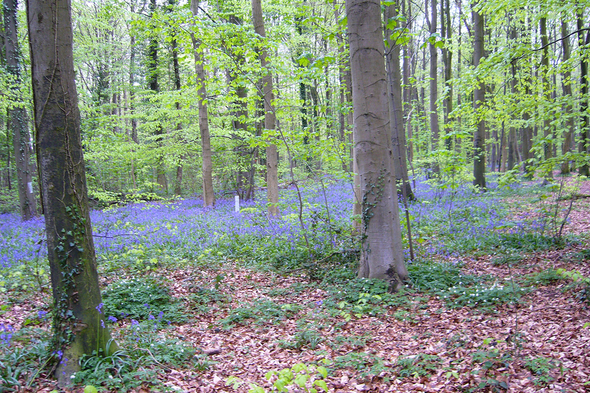 bluebells_in_forest