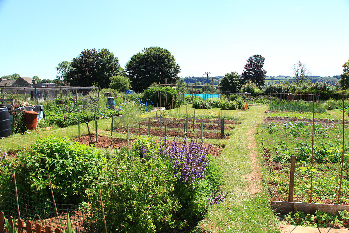 france_lynch_allotment