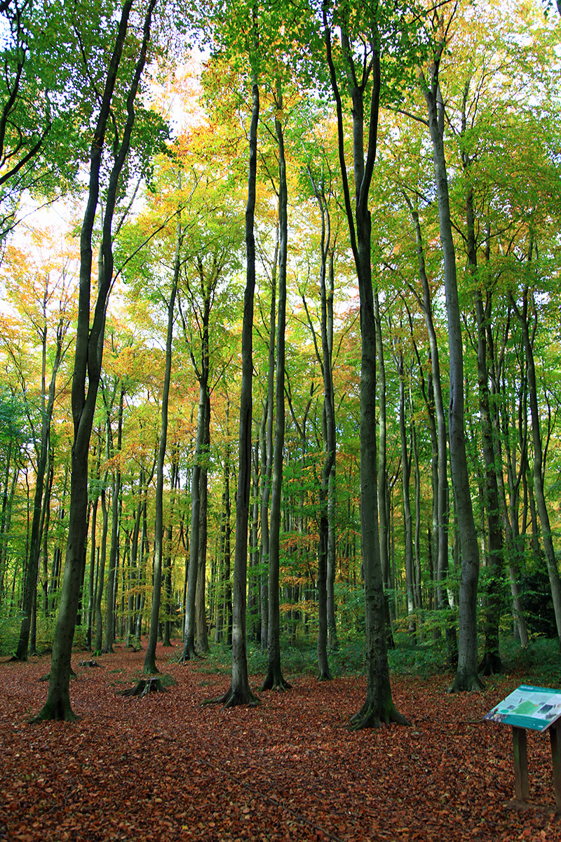 frithwood-green-trees