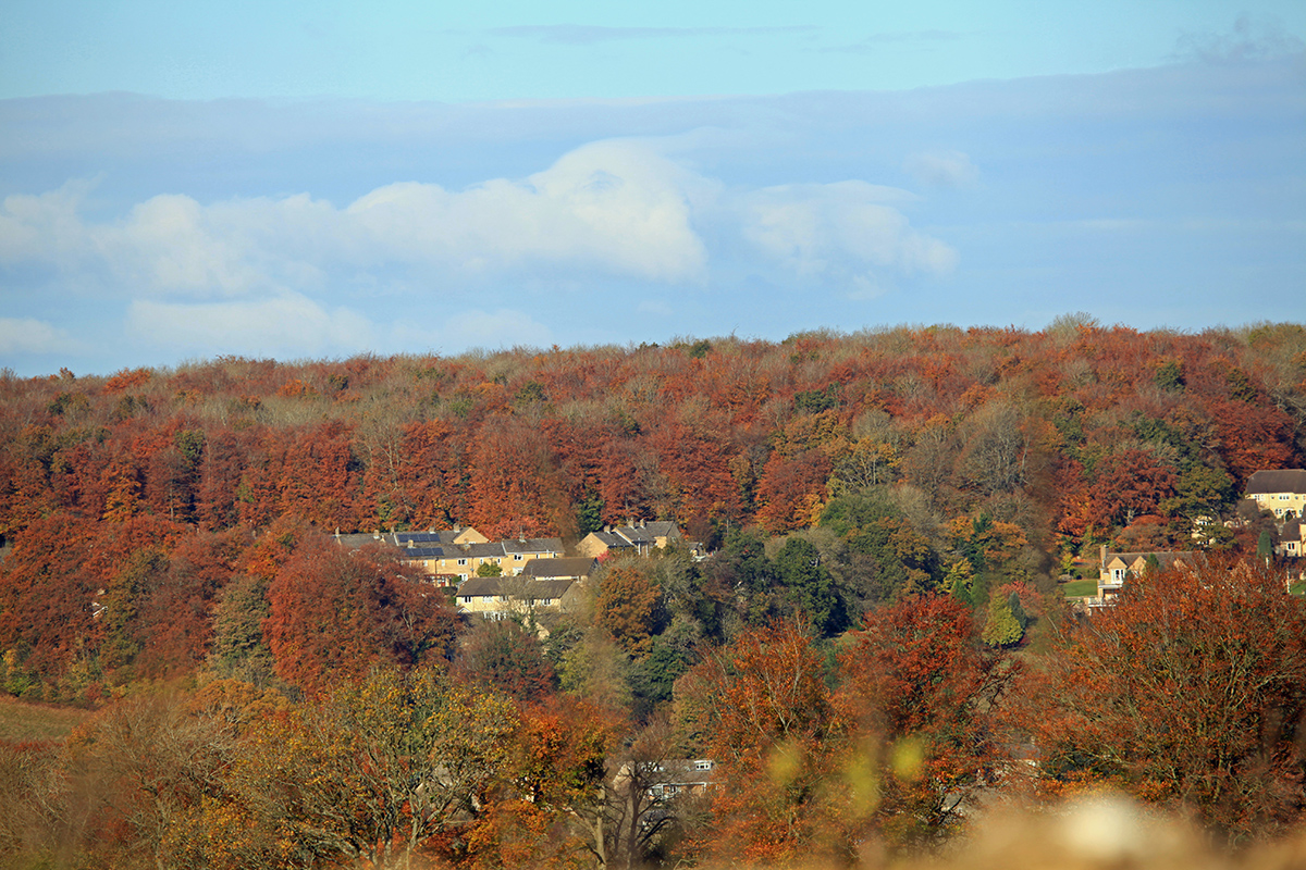 frithwood-in-autumn
