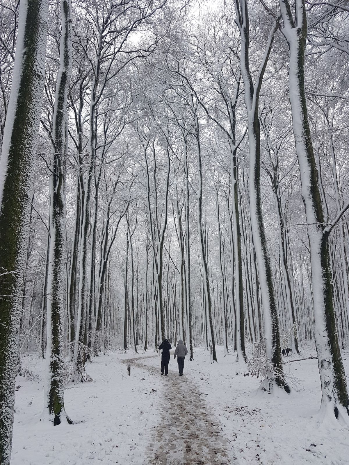 frithwood-in-snow