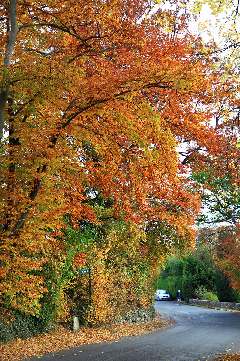 the-firth-trees