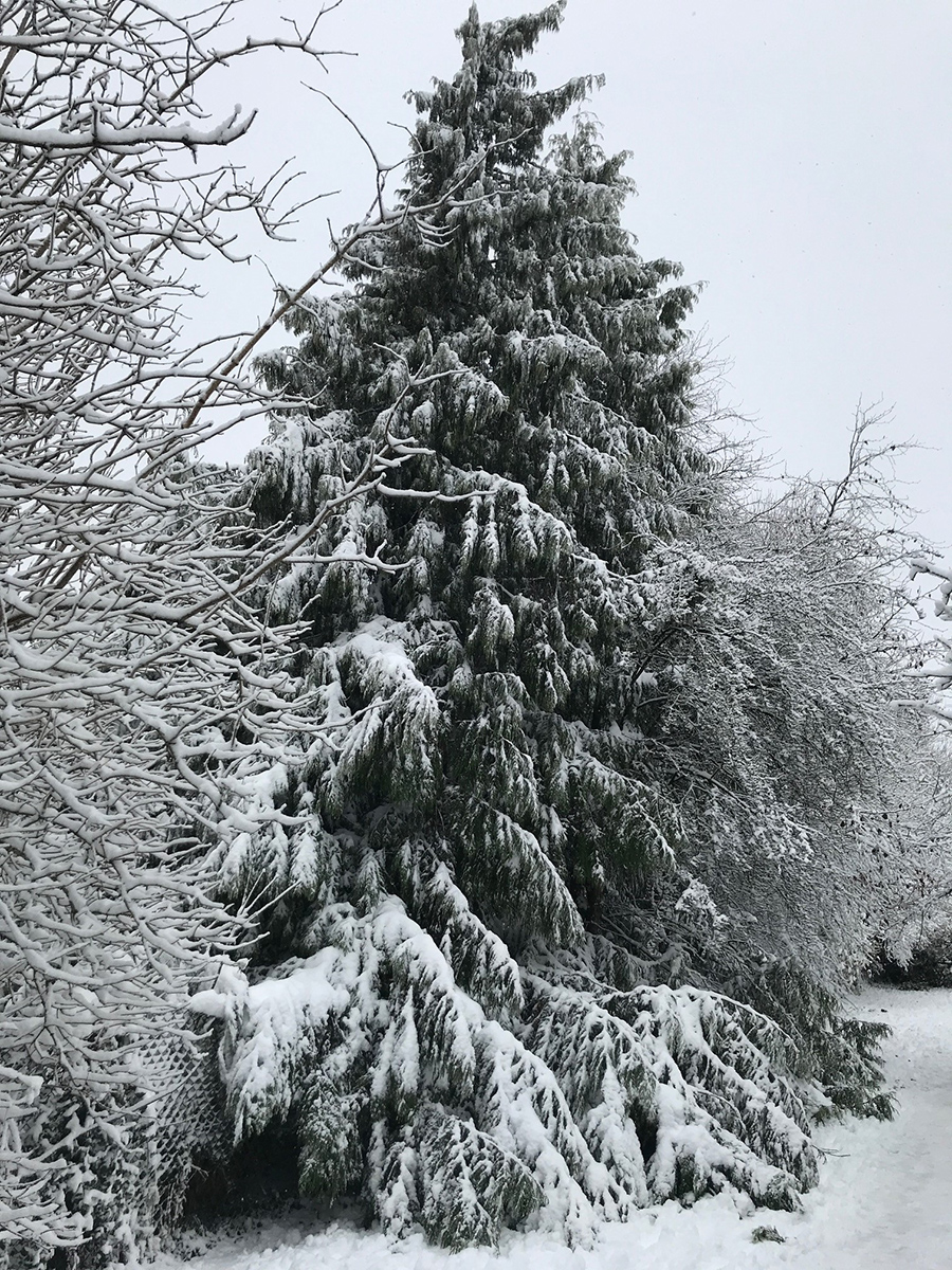 tree-in-snow